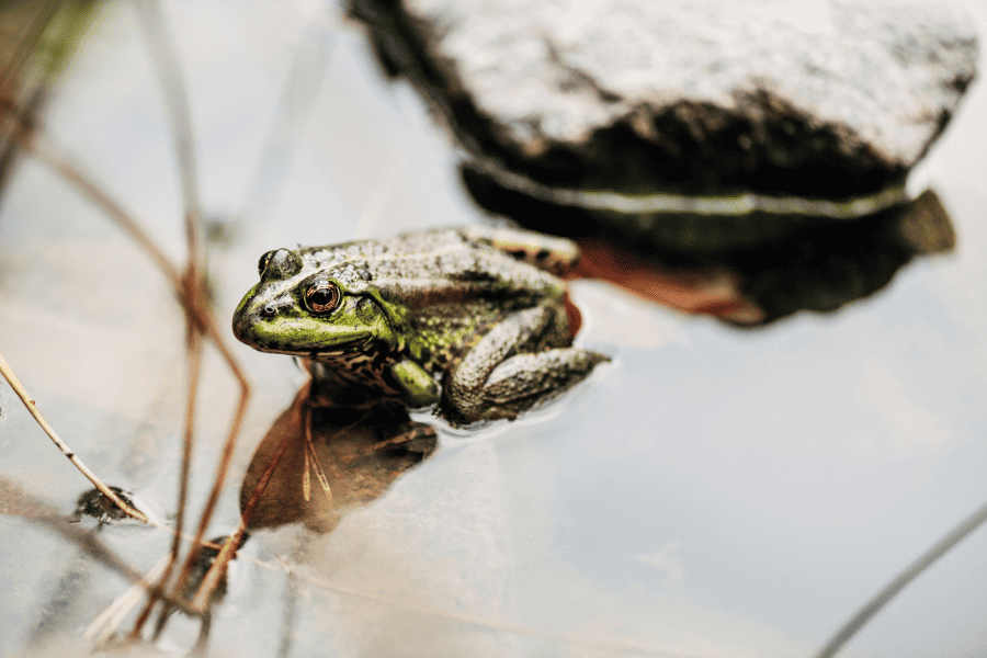 Field Herping: Is It the New Hobby for You?