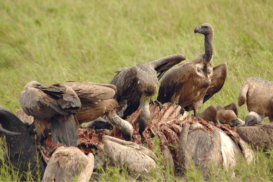 15 Great Pictures of Birds to Inspire Your Birdwatching and Photography