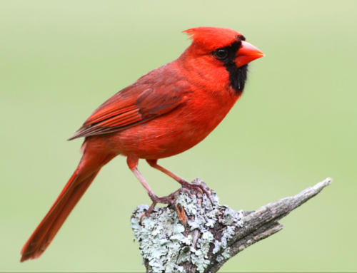 12 Essential Facts and Backyard Birding Tips for Seeing More Northern Cardinals