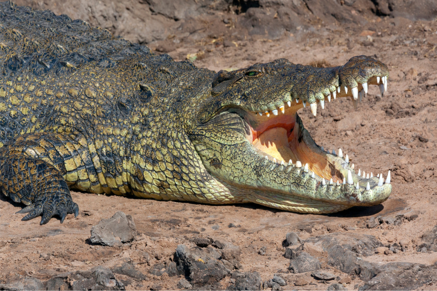 10 Amazing Reptiles And Amphibians Of The Sahara Desert Field Herping