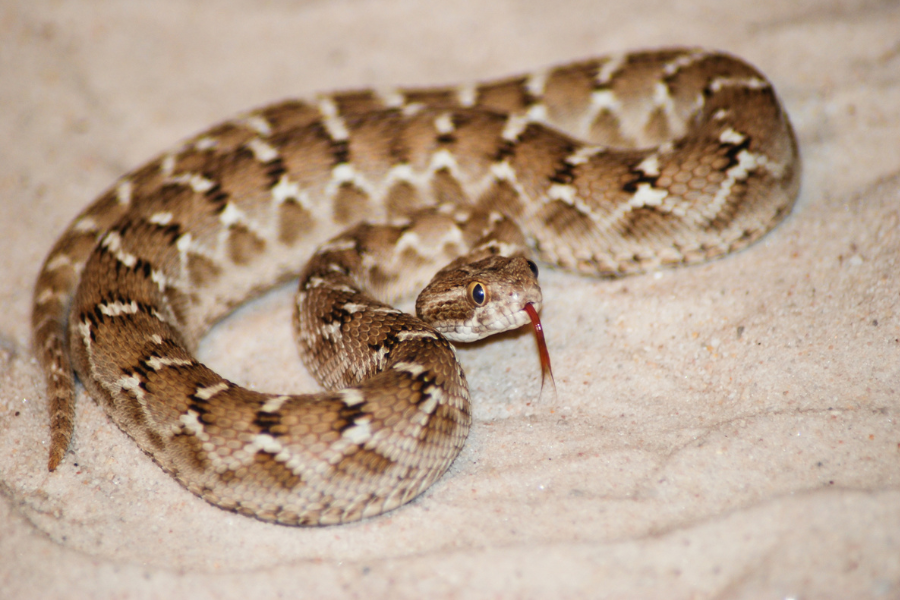 10 Amazing Reptiles and Amphibians of the Sahara Desert - Field Herping