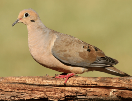 10 Common Backyard Birds of the Western United States – Backyard Birding Tips