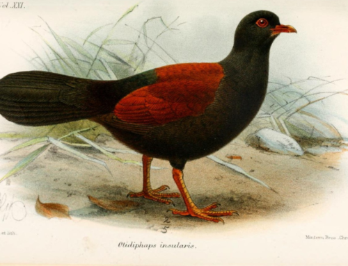 Bird that was Assumed Extinct has been Rediscovered