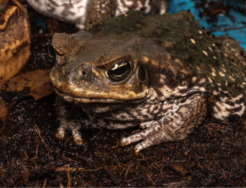 Toadzilla: How Big can Invasive Cane Toads Get?