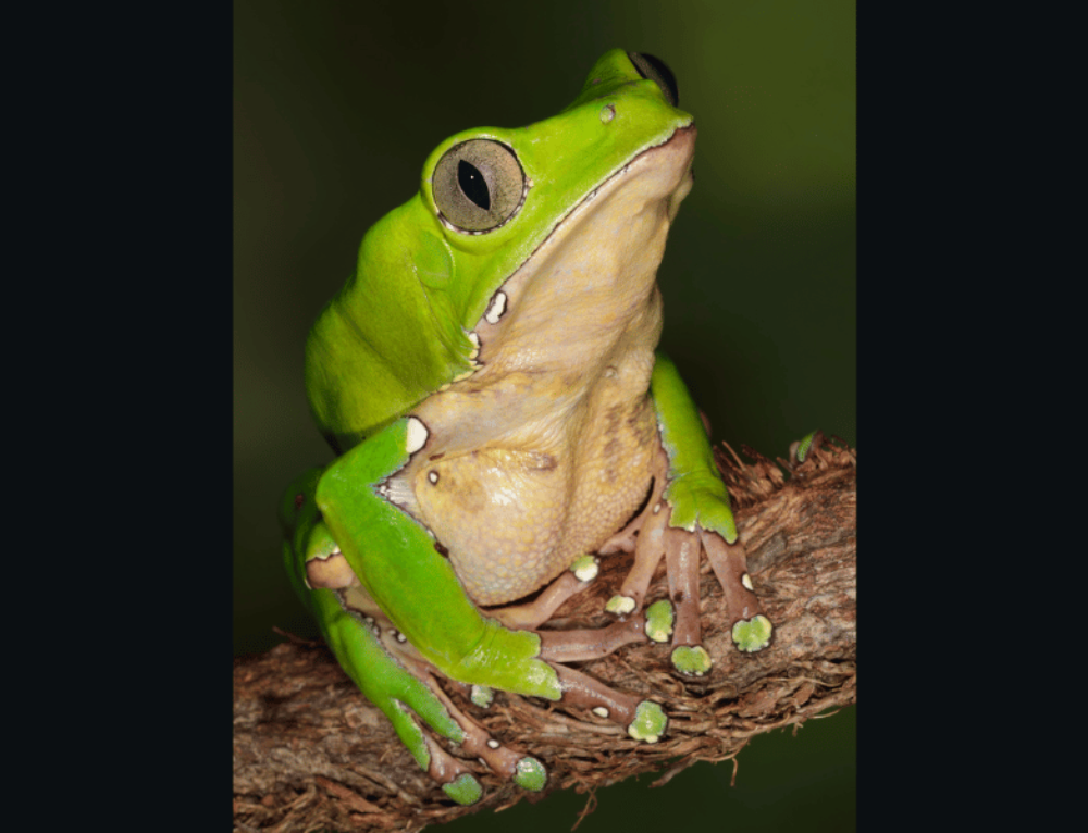 10 Amazing Reptiles And Amphibians Of The Sahara Desert Field Herping