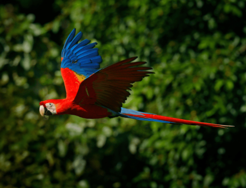 11 of the Prettiest Birds to Add to your Life List – Birdwatching Guide