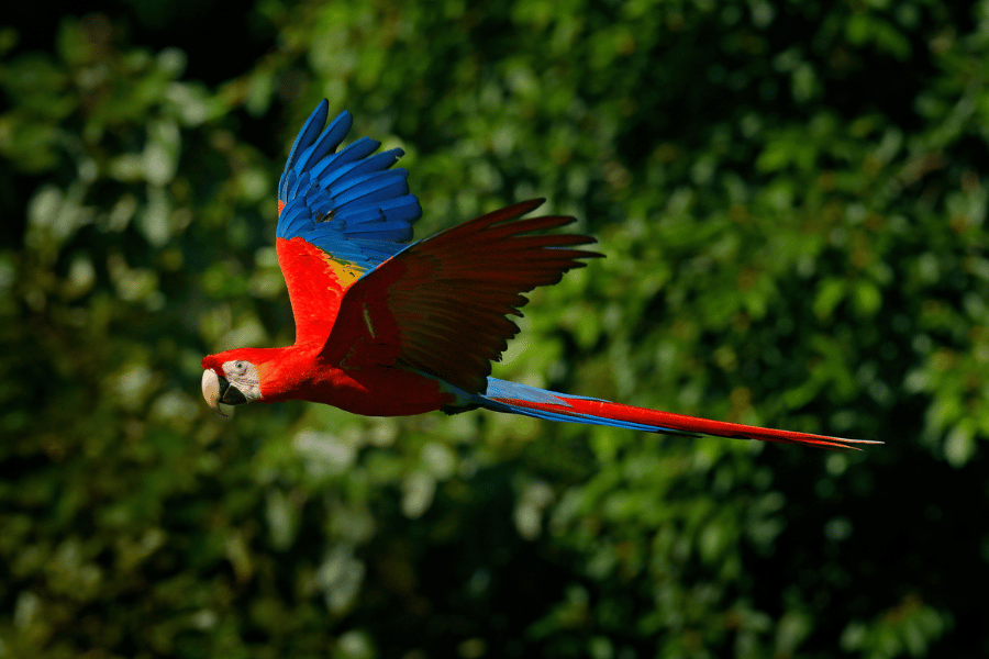 11 of the Prettiest Birds to Add to your Life List - Birdwatching Guide