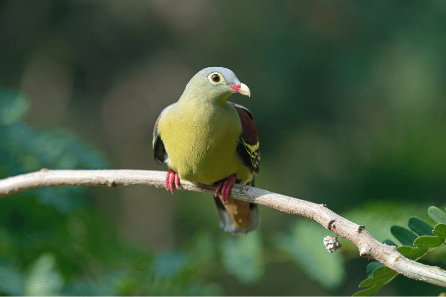 11 of the Prettiest Birds to Add to your Life List - Birdwatching Guide