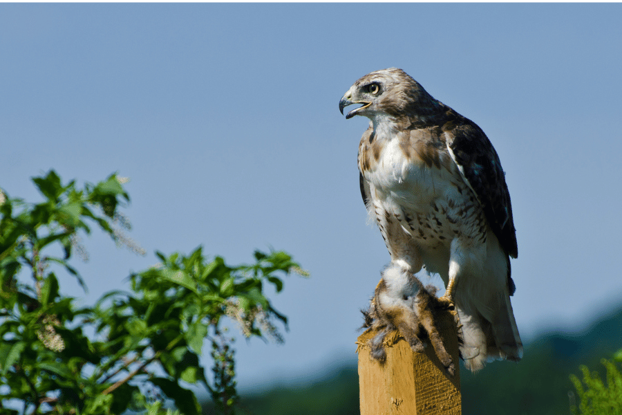 11 Amazing Photos to Inspire Your Backyard Birding