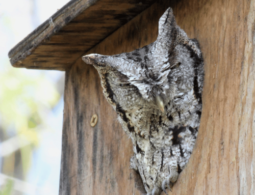 11 Amazing Photos to Inspire Your Backyard Birding