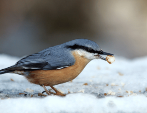 Birdwatching Checklist for Your 2023 Winter