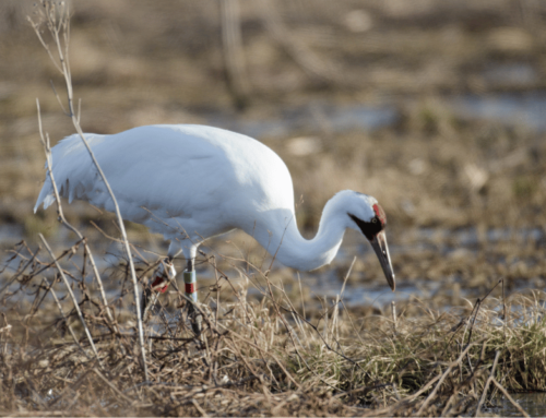 The Future of the Whooping Crane Looks Bright