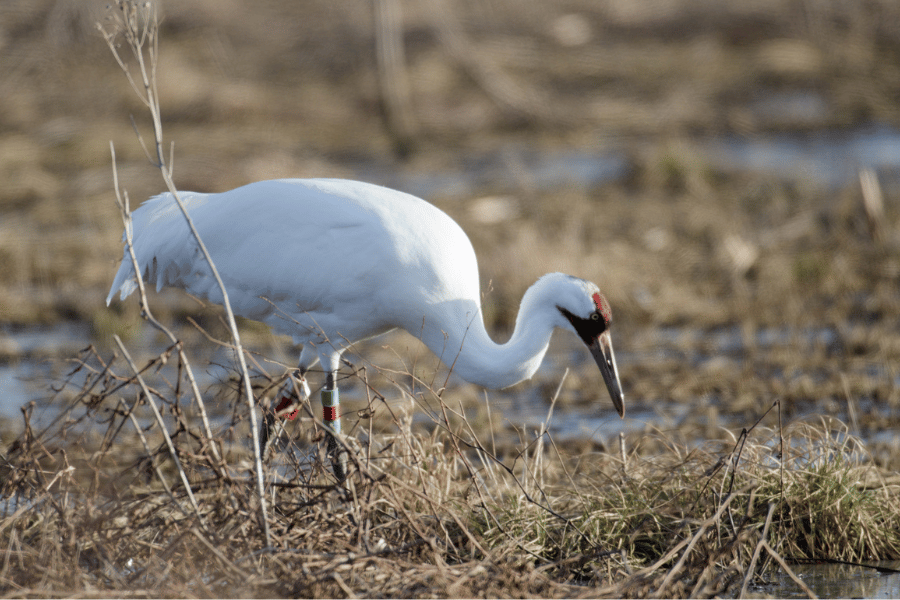 The Future of the Whooping Crane Looks Bright