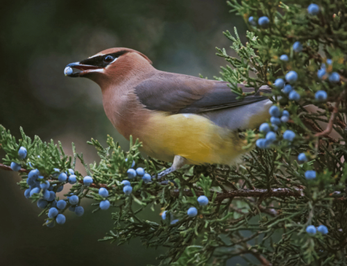 9 Plants that are Great at Attracting Birds to your Yard