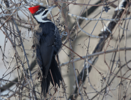 11 Birdwatching Tips for Seeing the Pileated Woodpecker
