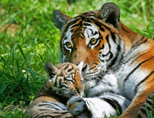 Importance of Wildlife Conservation – 8 Reasons you should Care