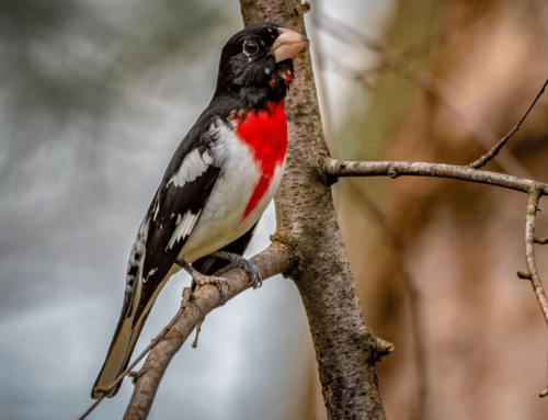 8 Amazing Bird Photos to Inspire your Spring Birdwatching