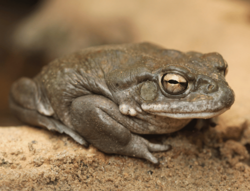 Herping Guide for the Sonoran Desert Toad
