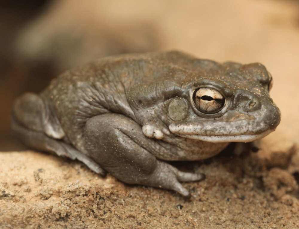 10 Amazing Reptiles and Amphibians of the Sahara Desert - Field Herping