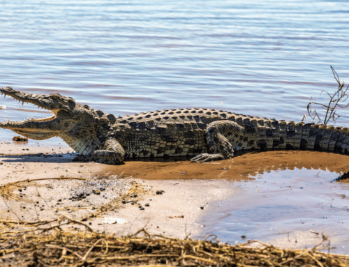 8 Invasive Reptile Species You can see in the Everglades – Herping in Florida