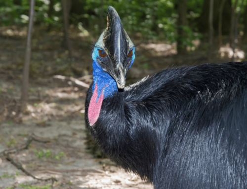 Birdwatching Guide for the Southern Cassowary
