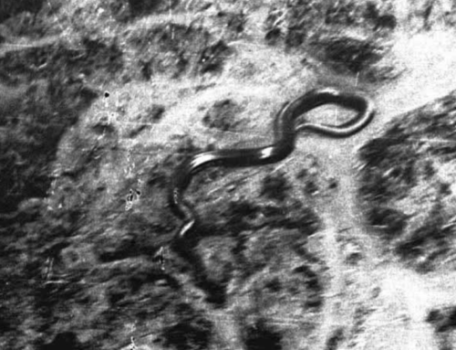 Is the Congo Home to a 50-foot-long Giant Snake?