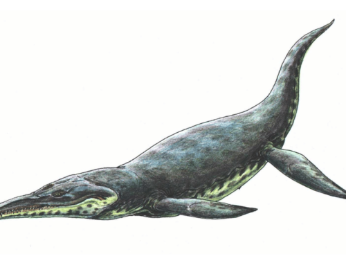 4 Things to Know about Pliosaurs