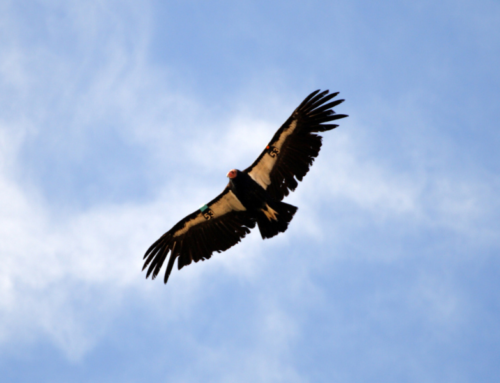 The Continuing Recovery of the California Condor